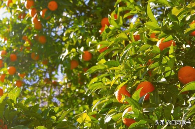 列举法表示集合,列举法和树状图的区别