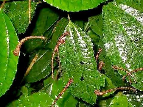 水蛭是什么,蚂蝗还是蚂蝗