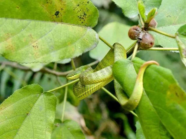 水蛭是什么,蚂蝗还是蚂蝗
