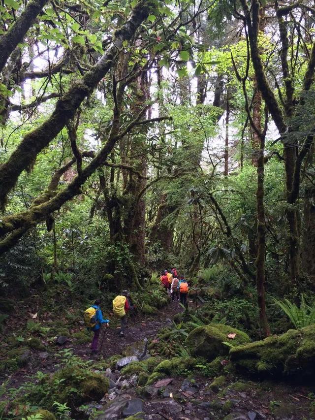 水蛭是什么,蚂蝗还是蚂蝗