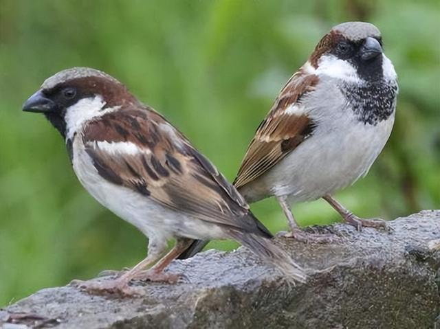 什么动物吃害虫保护庄稼，什么动物吃害虫保护庄稼呢