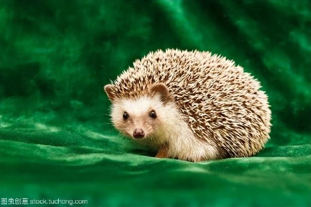 什么动物吃害虫保护庄稼，什么动物吃害虫保护庄稼呢