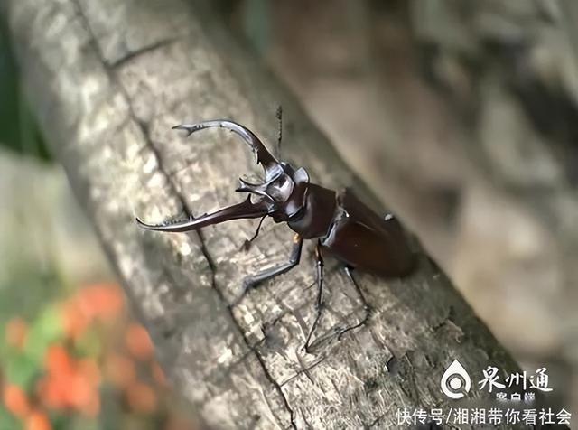 什么动物吃害虫保护庄稼，什么动物吃害虫保护庄稼呢