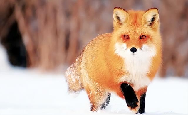 九尾狐仙一般找什么人上身，身上有九尾狐仙