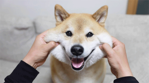 狗狗死后主人不能哭民间说法视频,狗死后主人不能哭为什么