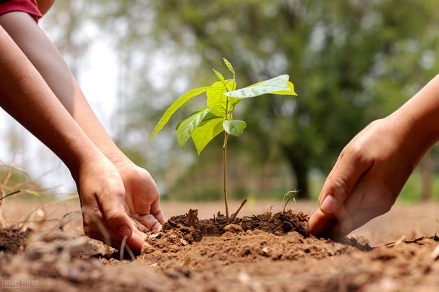 未来10大暴利种植树木,未来10大暴利种植树木有哪些