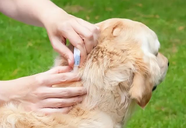 狗狗死后主人不能哭民间说法视频,狗死后主人不能哭为什么