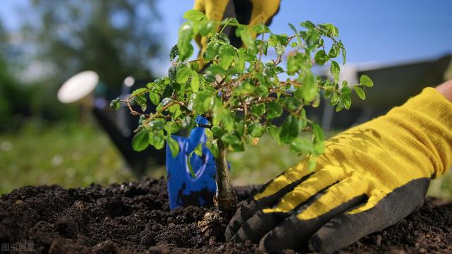 未来10大暴利种植树木,未来10大暴利种植树木有哪些