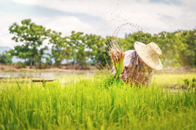 未来10大暴利种植树木,未来10大暴利种植树木有哪些