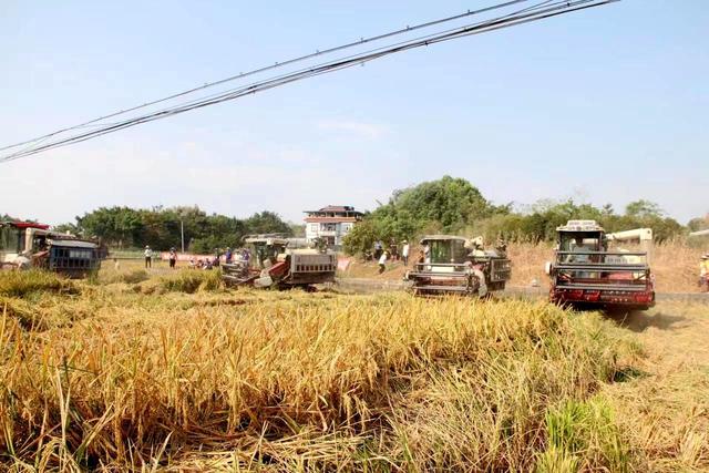 铁牛.tieniu九尾狐,铁牛.tieniu九尾_qq