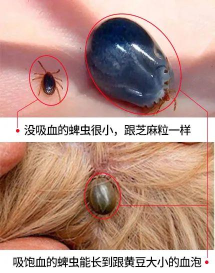 蚰蜒为什么不能踩死_怕什么，蚰蜒为什么不能踩死怕什么