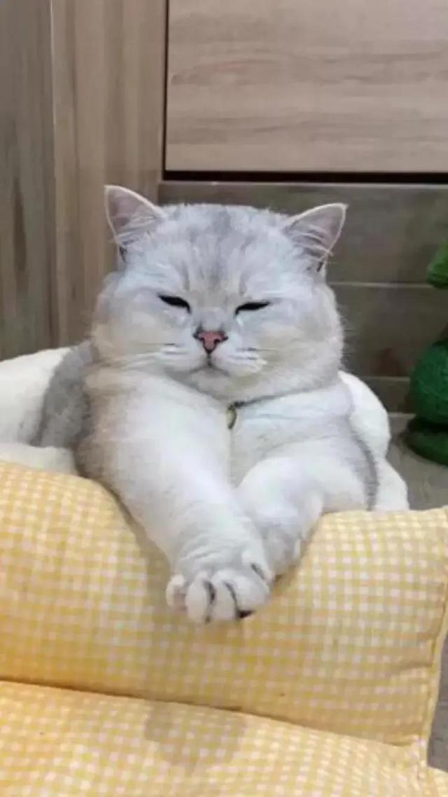 加盟店排行榜加盟项目排行榜,小吃加盟店排行榜加盟项目排行榜