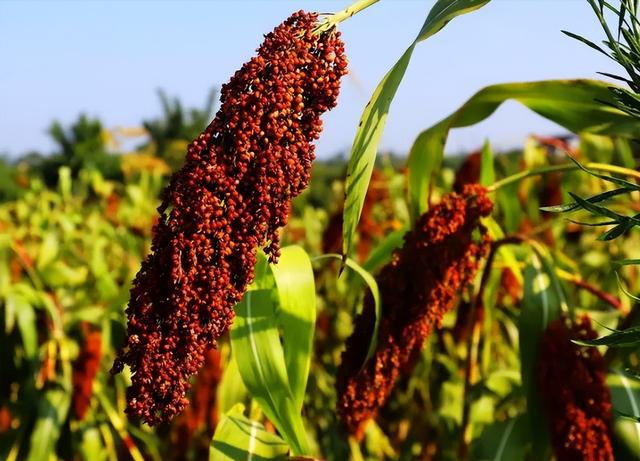 一斤散酒有多少利润,散酒20元一斤贵吗