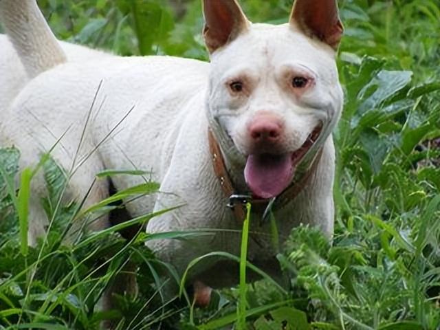 宠物狗品种名字及图片,宠物狗品种名字及图片_小型