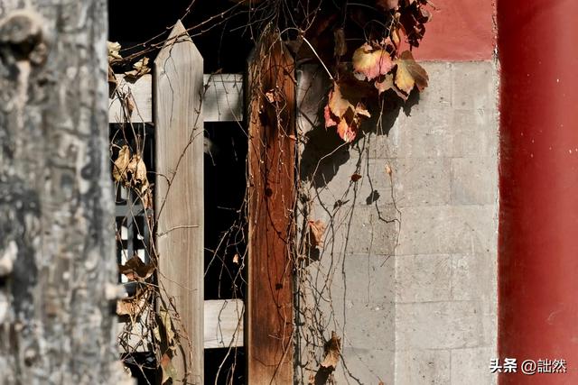 养鸽子的禁忌野生鸽子吃什么,养鸽子禁忌食物有哪些