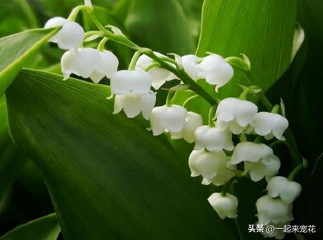 1朵粉玫瑰不能随便送人,11朵粉玫瑰不能随便送人吗"