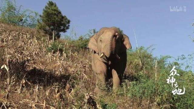 现象级什么意思,现象级什么意思还有什么级