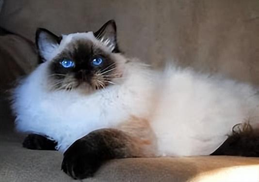 为什么有的布偶猫才2000元海豹色,海豹色布偶猫贵不贵