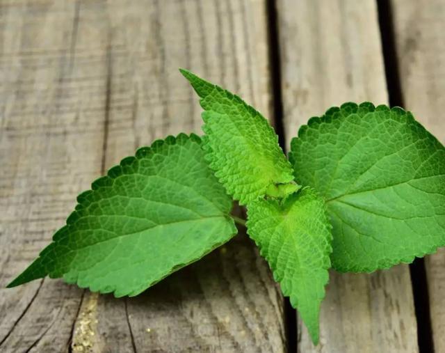 鱼香草和薄荷的区别图片对比,薄荷草和鱼香草的区别