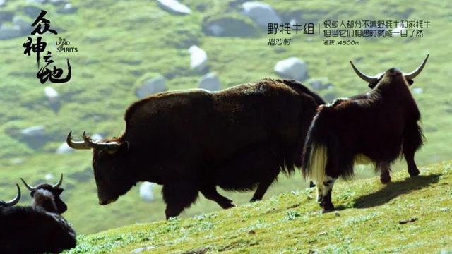 现象级什么意思,现象级什么意思还有什么级