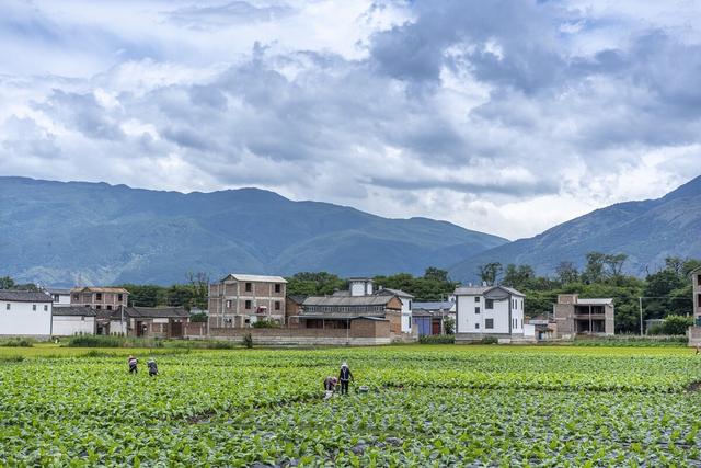 赵玉芳个人资料，赵玉芳个人资料图片