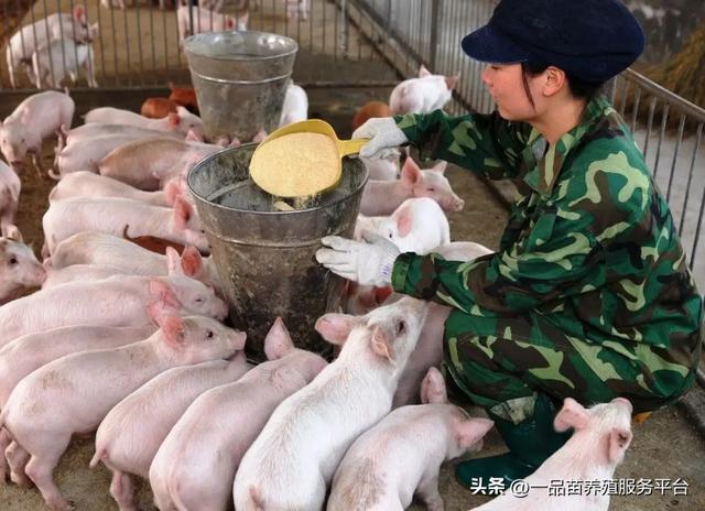 冷门暴利养殖业什么动物最贵,比较贵的动物养殖