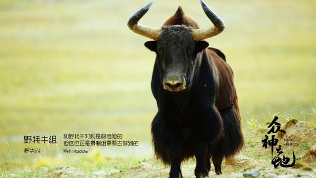 现象级什么意思,现象级什么意思还有什么级