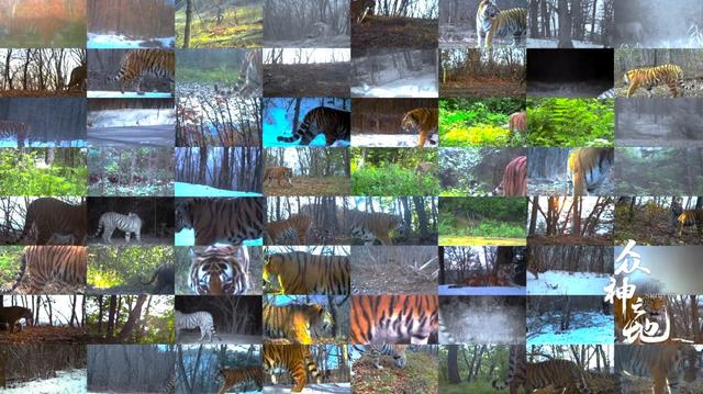 现象级什么意思,现象级什么意思还有什么级