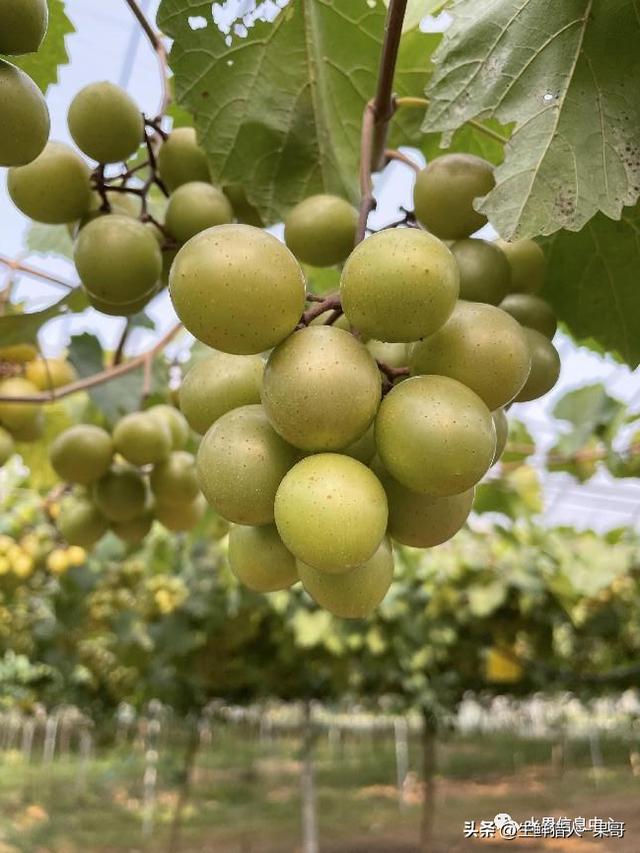 水果名字大全集_100种,蔬菜名字大全集_100种