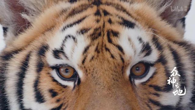 现象级什么意思,现象级什么意思还有什么级