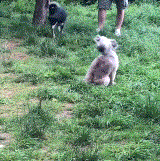 社牛和社恐是什么意思,社牛和社恐之间叫什么