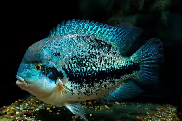 回天无力是什么生肖打一数字,回天无力打一个生肖