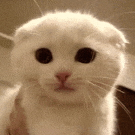 夹子是什么意思网络用语,夹子是什么意思网络用语怎么说