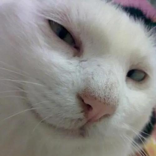 夹子是什么意思网络用语,夹子是什么意思网络用语怎么说