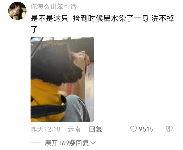 蓝先生50万寻狗，引来四百万人围观，太搞笑了