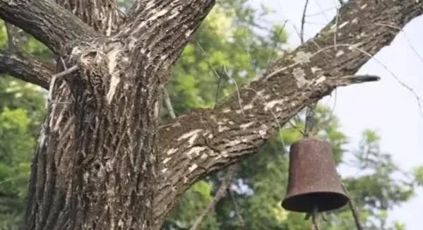 小螺号歌词儿童歌词,小螺号歌词儿童歌词人教版