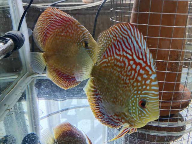 回天无力是什么生肖打一数字,回天无力打一个生肖