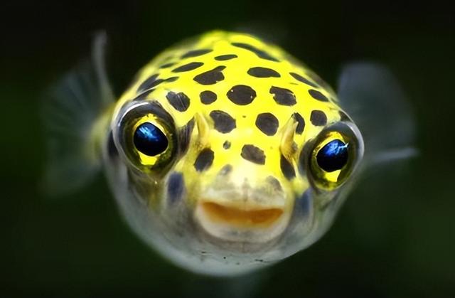 回天无力是什么生肖打一数字,回天无力打一个生肖