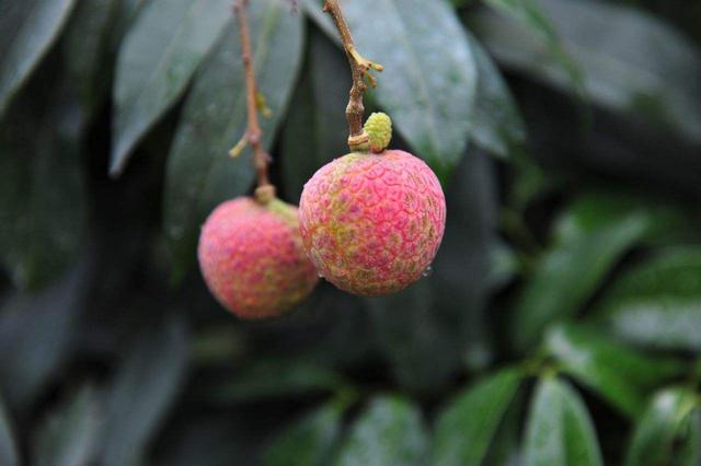 增城荔枝品种排名，增城荔枝品种排名仙进奉