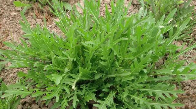 室内种植致富项目药材种植，室内种植致富项目药材种植方案