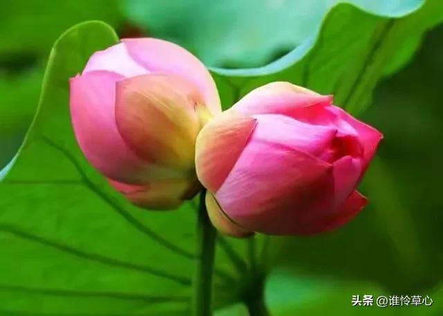 情有独钟下一句是什么意思，情有独钟下一句是什么意思啊