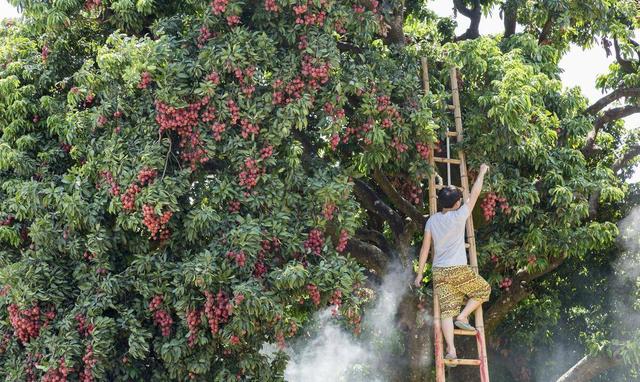 增城荔枝品种排名，增城荔枝品种排名仙进奉