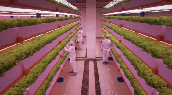 室内种植致富项目药材种植，室内种植致富项目药材种植方案