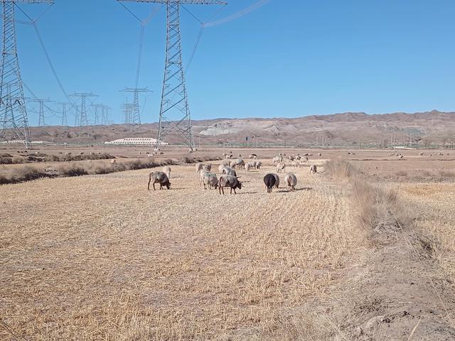 圈养100只羊一年的利润是多少_能赚到钱吗，圈养1000只羊一年的利润