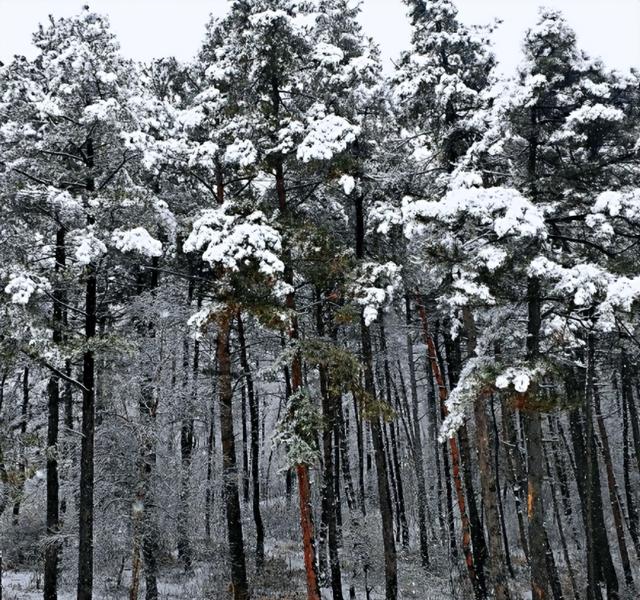 寺院早课全文原文，寺院早课全文原文及翻译