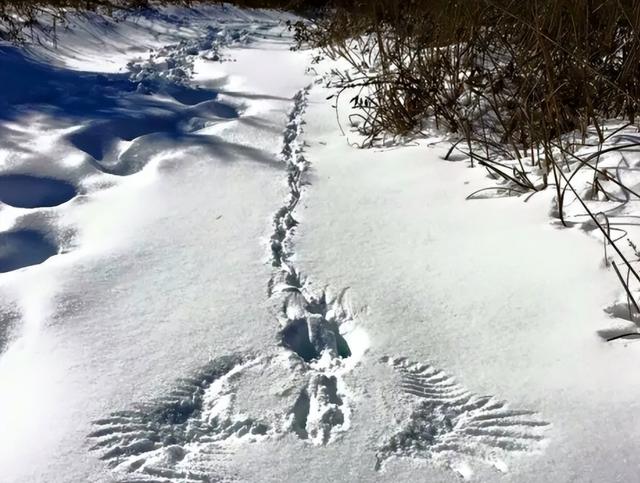 寺院早课全文原文，寺院早课全文原文及翻译