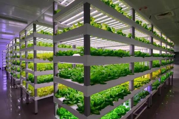 室内种植致富项目药材种植，室内种植致富项目药材种植方案