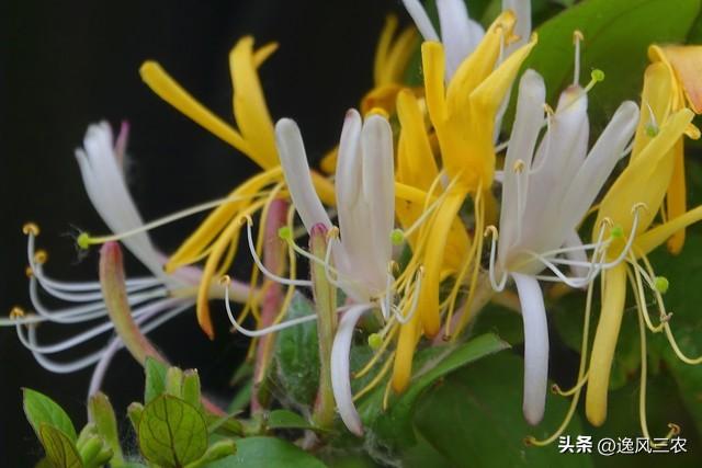 芽苗菜生产设备一套得多少钱,芽苗菜市场前景如何