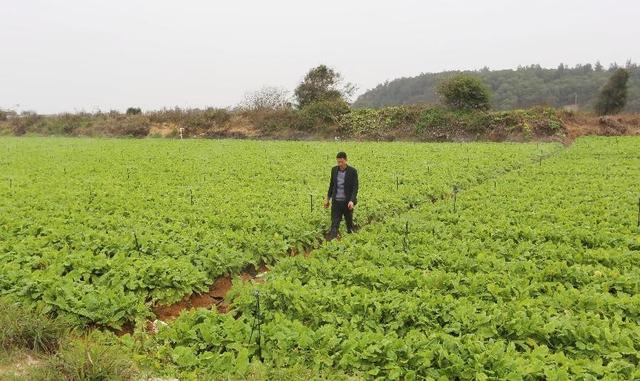 成为多多买菜供应商有哪些费用,怎样加入多多买菜平台卖货