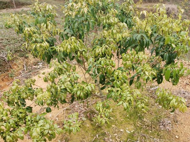 弄死大树最简单方法,杀死大树的最好最快的农药